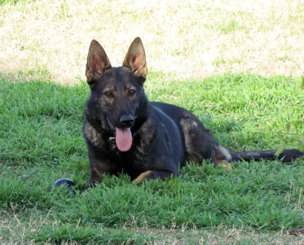 Bonzai z Pravda Protektor