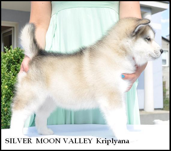 Silver Moon Valley Kriplyana