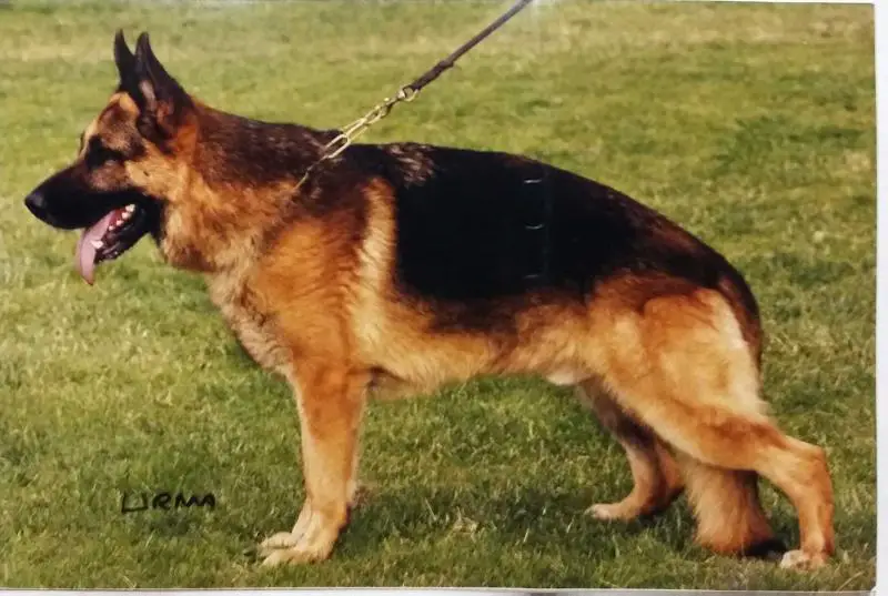 VA9 ITA 1999, 2000 Flasch von Nieuwlandshof