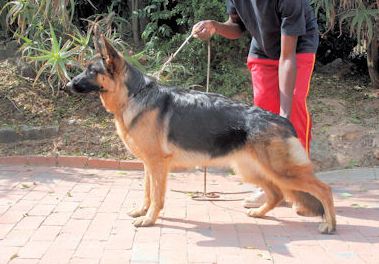 V(SA) NBS Fanda von der Weidenstrasse