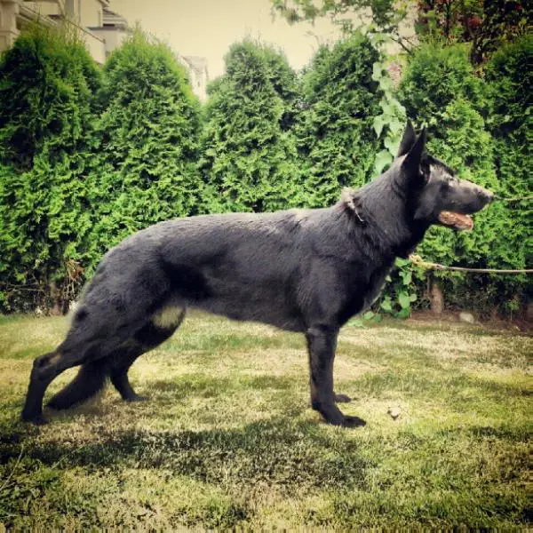 MOTCH Mila von Grunheide