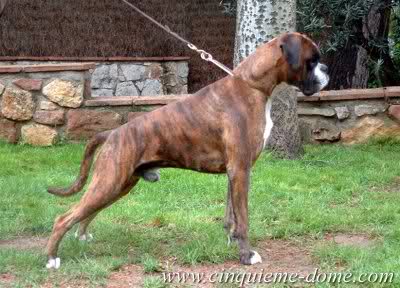 Boxerpark Peter-Pan