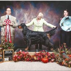 GCH Sastya Eleven Eleven