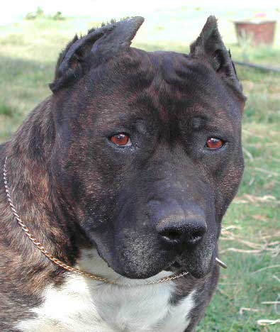 Mabar du grand Molosse