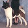 AKC CH Stejen's The Beast Within
