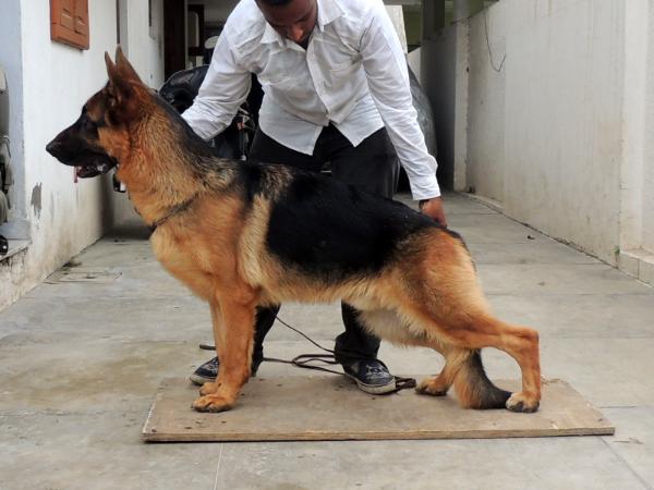 Othello Vom Volkersberg