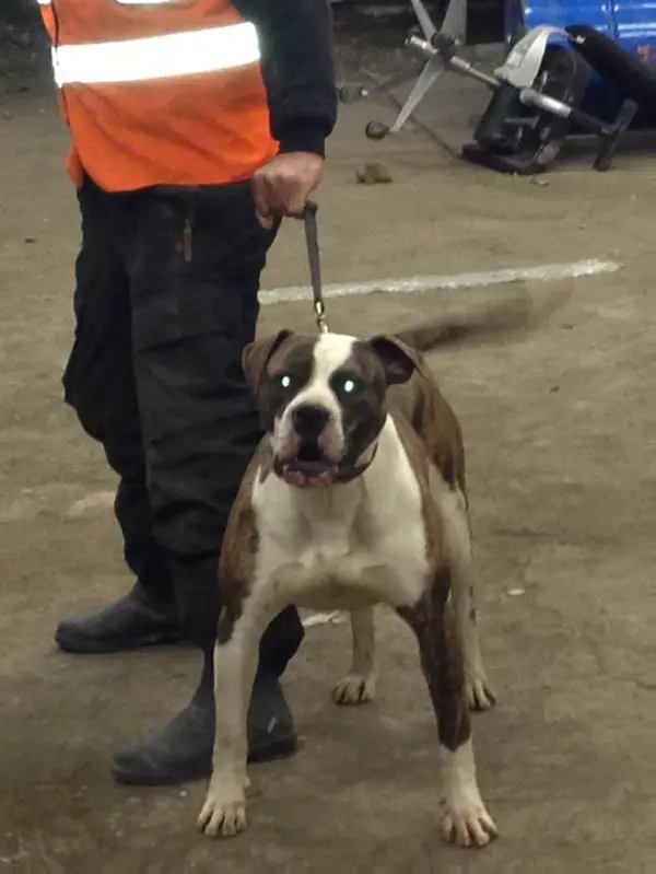 Legacy of Cairo's OTAC