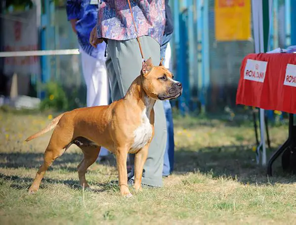 MULTI BISS, INT.CH, SUPERGRCH.UA TERR' AM STAFF M-Series BMW