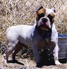 CRK's Junkyard Bully "DREAD"