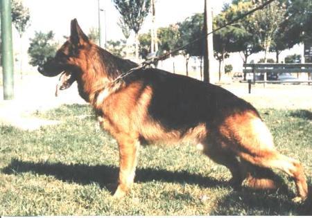 SG Yao vom Haus Rupp