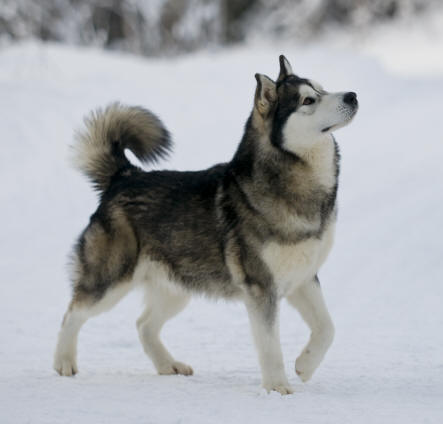 Kalamals Dancing To The Rhythm