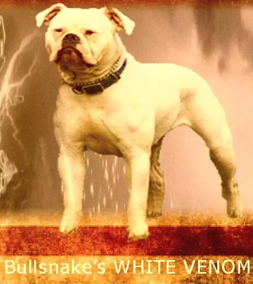 Bullsnake's White Venom