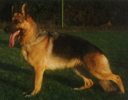 V Xeyra vom Haus Dexel