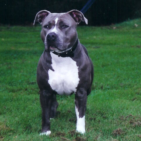 Gravin Blue Diamond van de Hane Hoeve