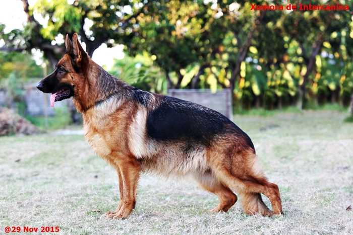 Xomora de Intercanina