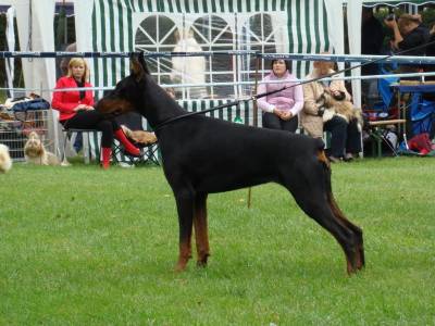 Troja del Nasi