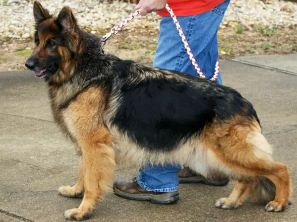 Colby Von haus falkener
