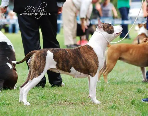 JR CH RO,HU,SK,RO CH Ringmaster Winning Spot