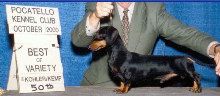 CH (AKC) Vindachs Black Tornado MS