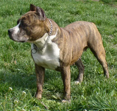 Honda z Samotni Christa