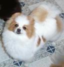 Finch's Char's Rumor Of a Parti