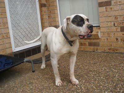 Ambulls Sugarbabe