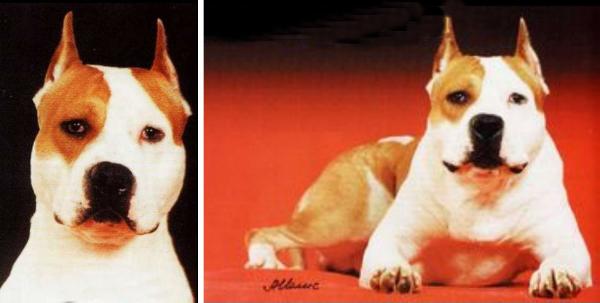 Angie's Only The Best for Imperia Staff