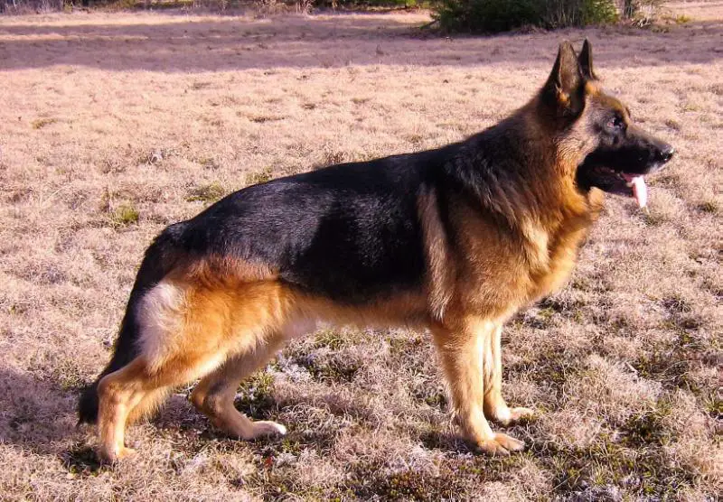 Enosch's Boy Tor