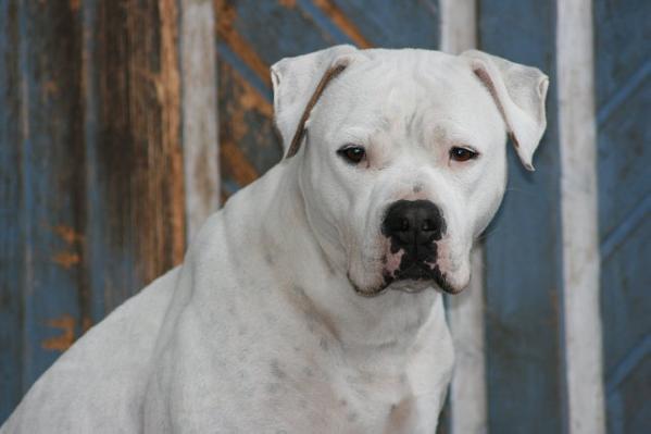 White Angels Diva of White Bandits Eastside