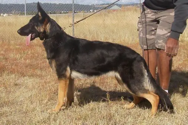 Wicky Vom Schrebergarten