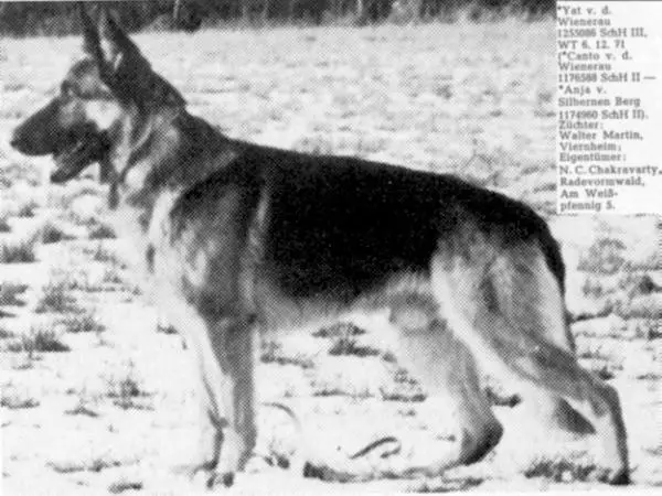 Yat von der Wienerau