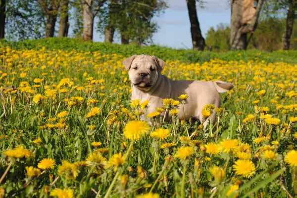 Jota Mallorca Maravilloso