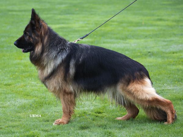 VA(GB), VA1 (UK) Hera vom Tejada Schloss