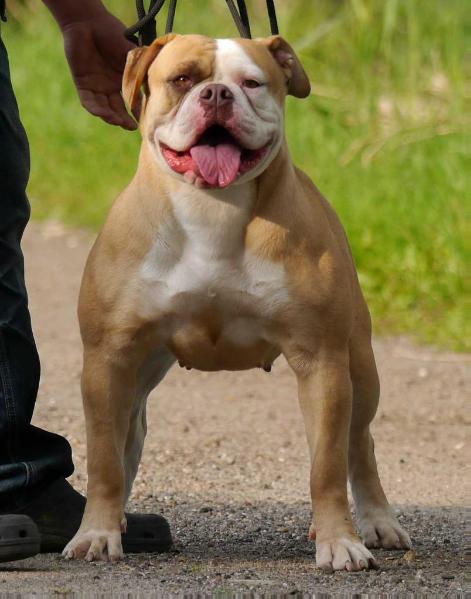 Bullforce Red Body Pack