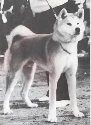 Fuji Hikari Go Yamagata Mineta (Fujimitsu)