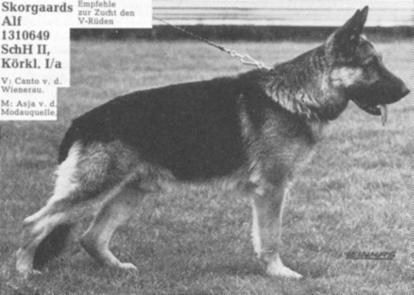 Skorgaard's Alf