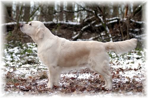 CHAMPION Remington Romantic Amy