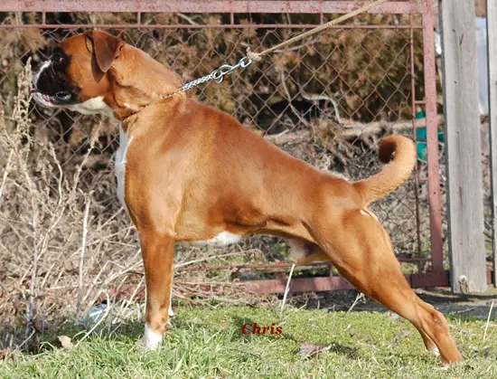 Lancelot de los Morritos