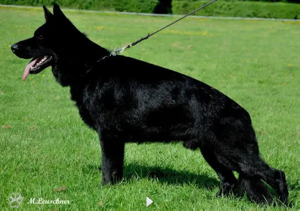 V Artus vom grauen Ma-Holt