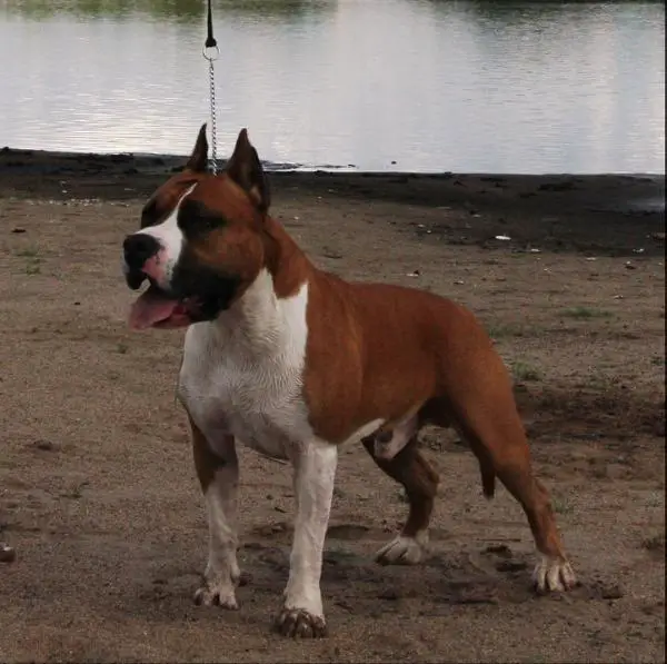 Vyat Galena Bold Tyson