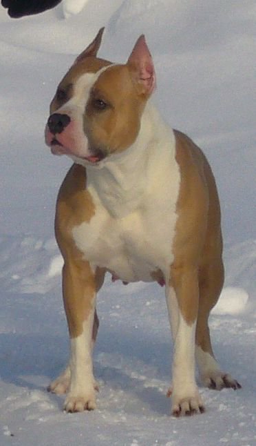 Irgen Gold Esti Lauder