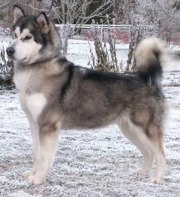 CIB NORD UCH NORDW Silent Ridge Canadian-Candy