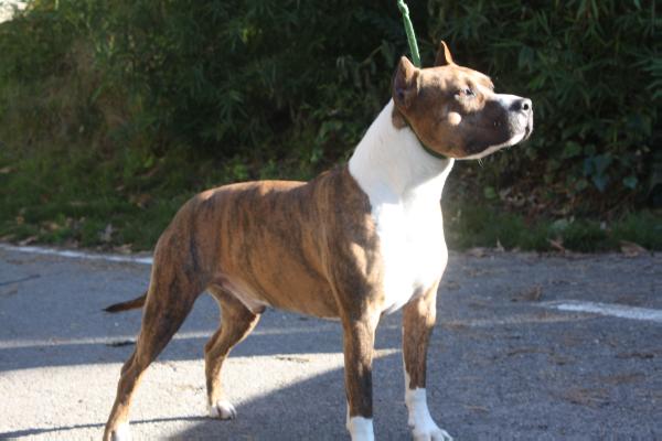 Quattro Ruffian Joannidis