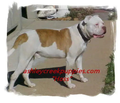 DPM Hannah's red boy