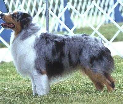 CH Catalinas Stonewashed Denim