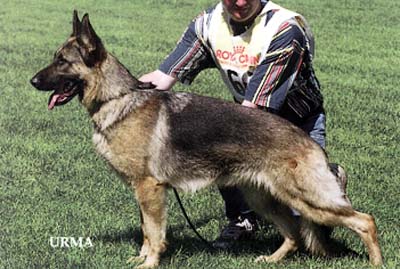 V Daffy vom Christinen Brunnen