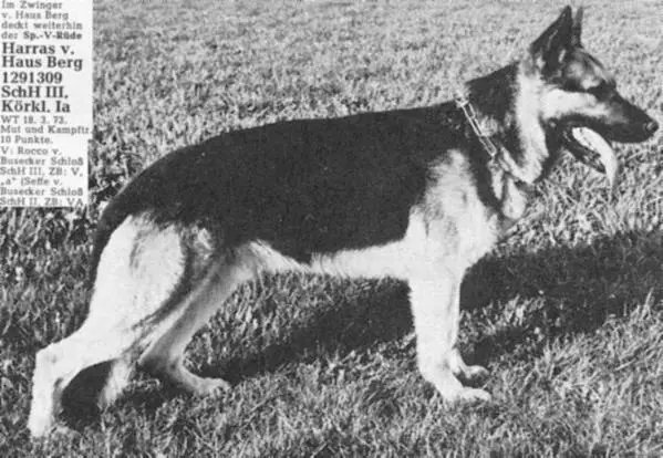 V Harras vom Haus Berg