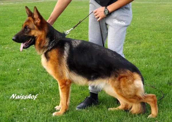 VV1 Dana vom Naisshof