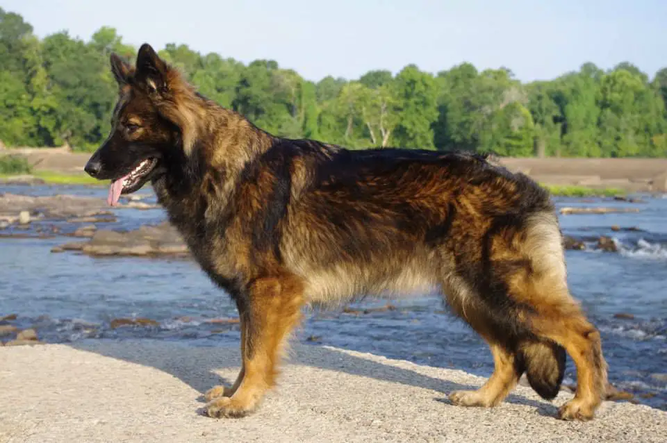 UKC CH Caldonia von Granville