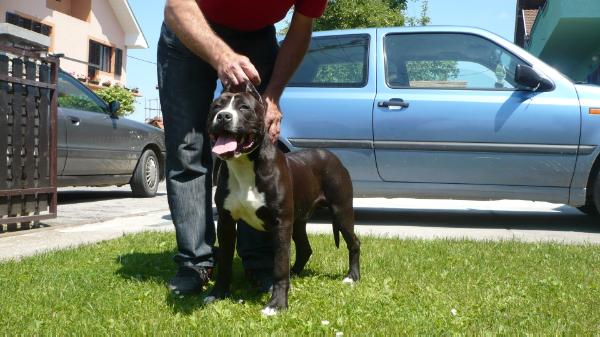 Galaxy od 1300 Kaplara